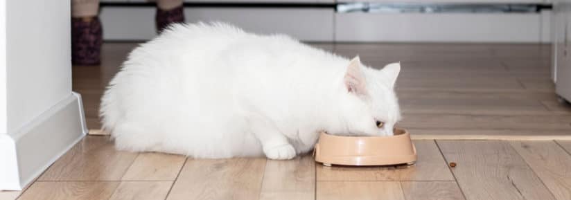 ration ménagère pour un chat obèse