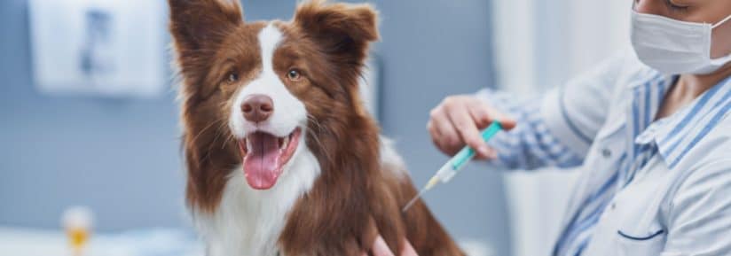 Assurance chien et remboursement des vaccins