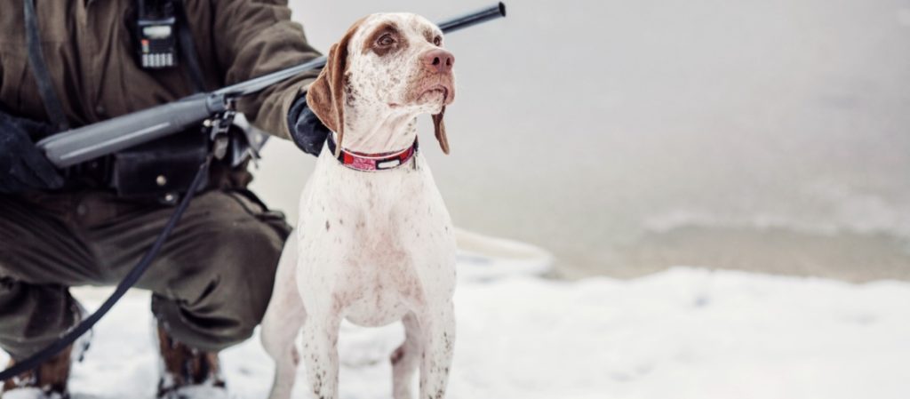 Braque du Bourbonnais