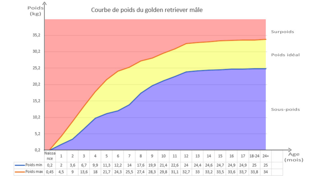 Courbe golden male
