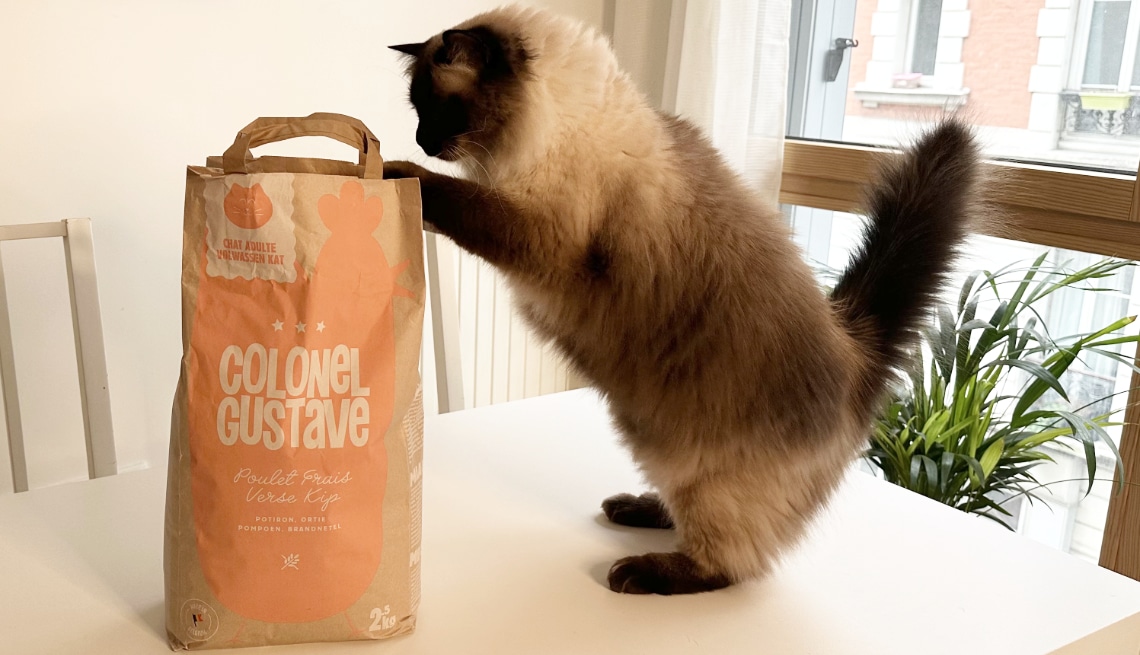 colonnel gustave chat avis