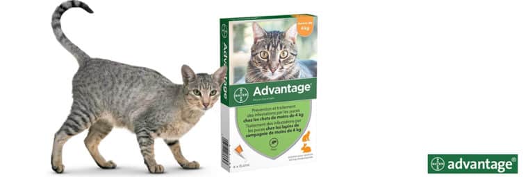 Advantage - Anti-puces pour chat
