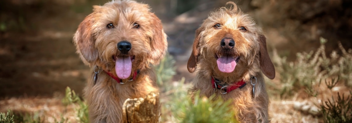 Basset fauve de bretagne