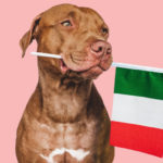 chien italien