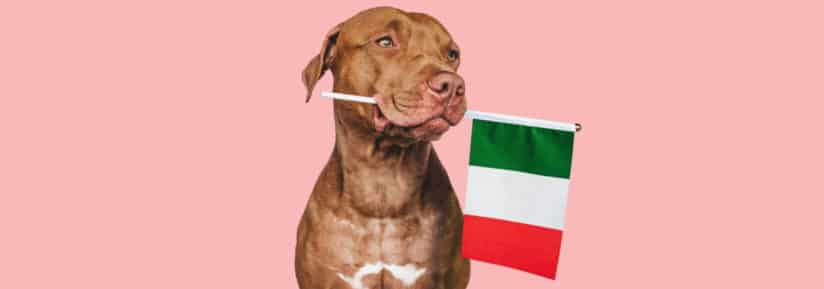 chien italien