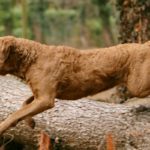 retriever de la baie de Chesapeake