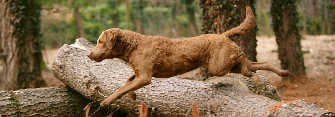 retriever de la baie de Chesapeake