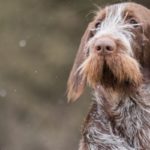 spinone italiano