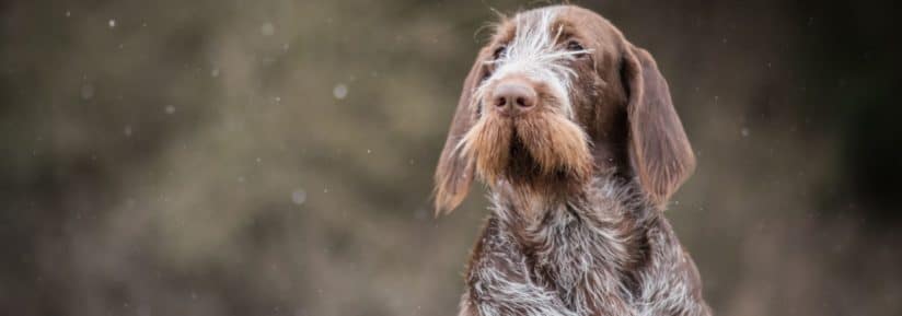 spinone italiano