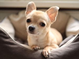 Chihuahua_race de chien