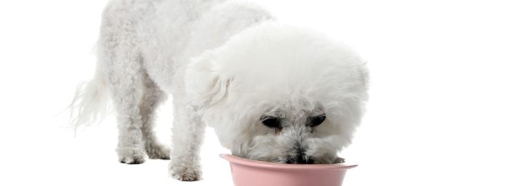 Croquettes pour bichon frisé