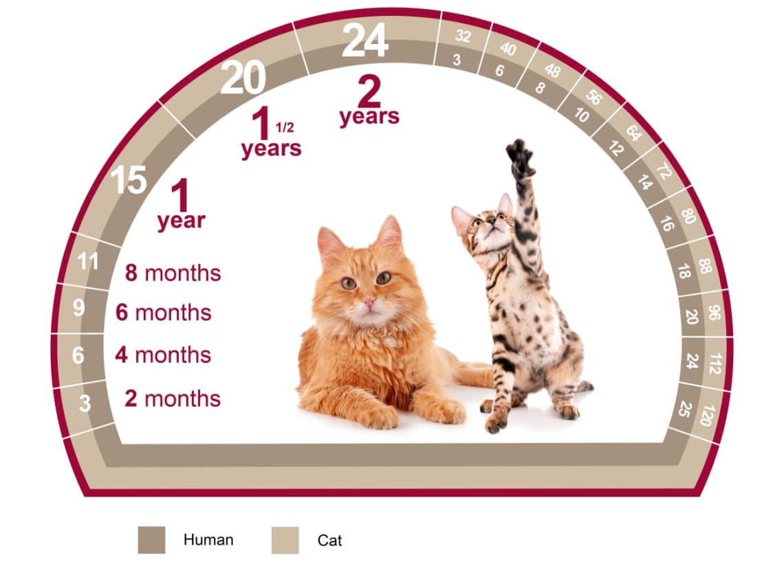 Comparaison entre l'âge d'un chat et celui d'un humain