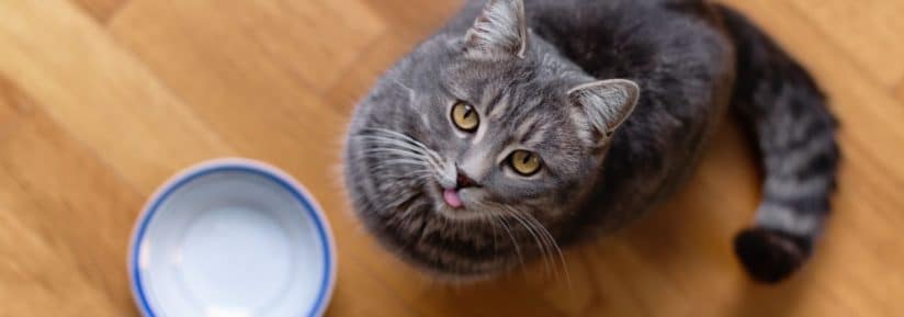 Nourriture chat avec problème urinaire