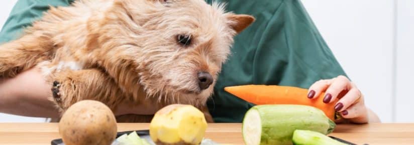 Ration ménagère pour un chien de 10 kg