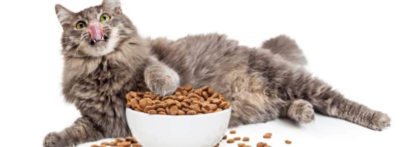 alimentation pour chat en surpoids