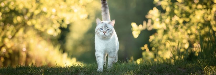 Les races de chat d'extérieur