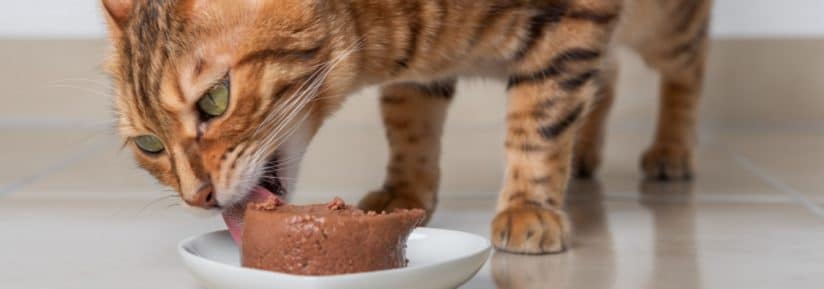 pâtées pour chat avec problème urinaire