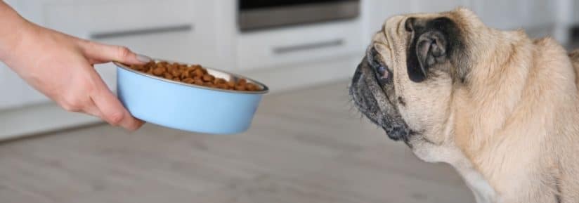 Alimentation chien en surpoids