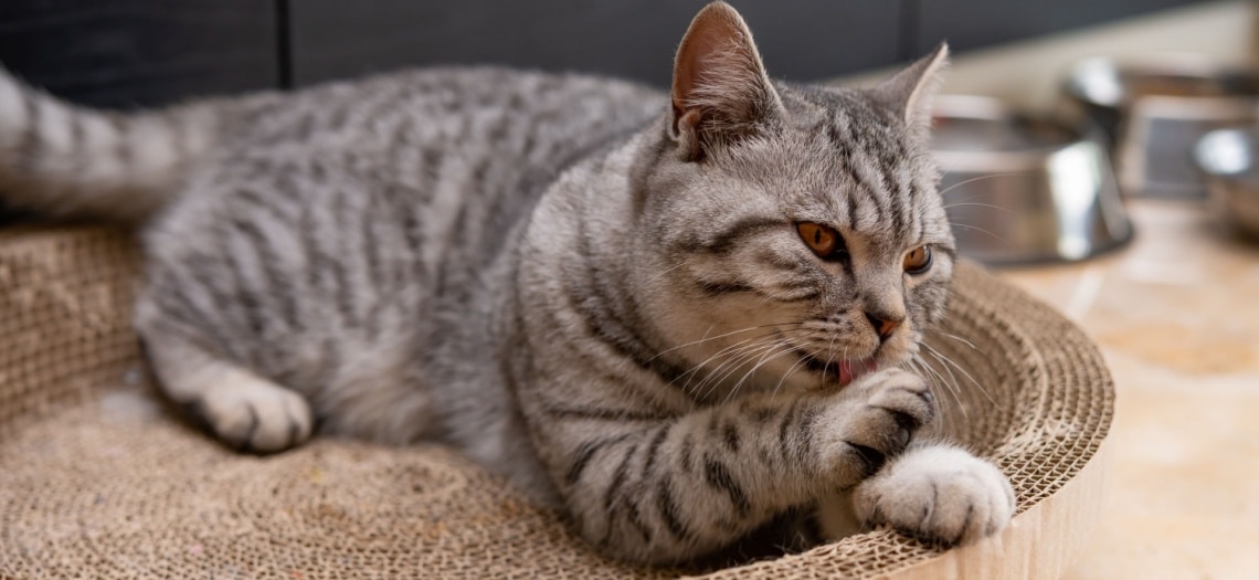 American Shorthair