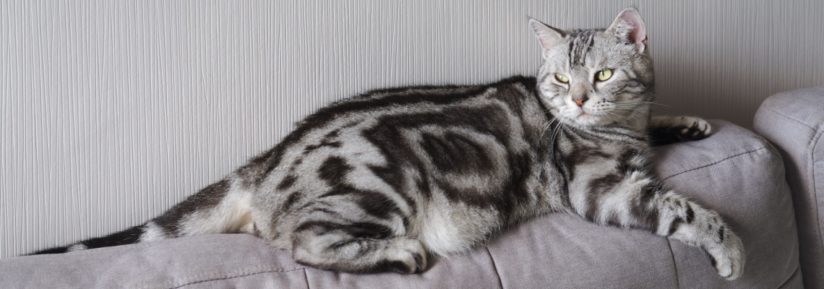 American shorthair