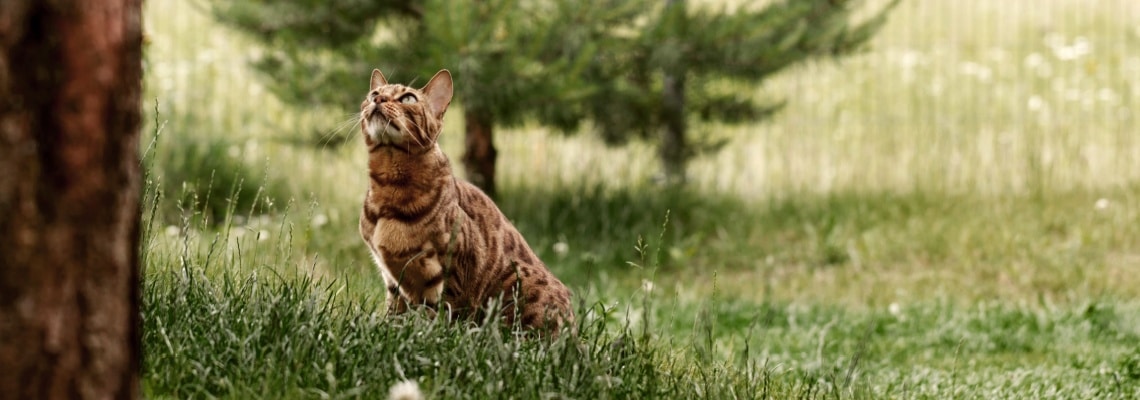 Bengal qui chasse 