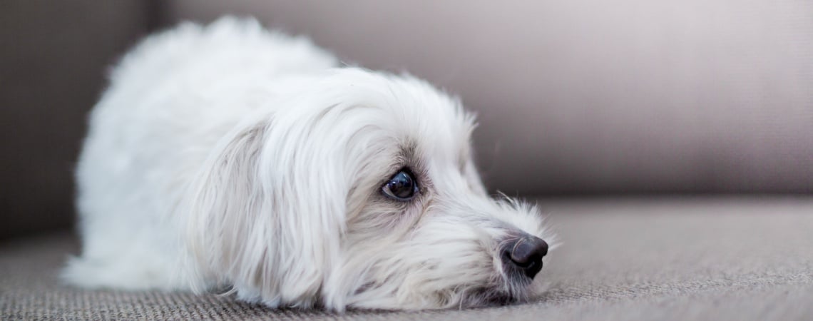 Bichon maltais avec personne agée