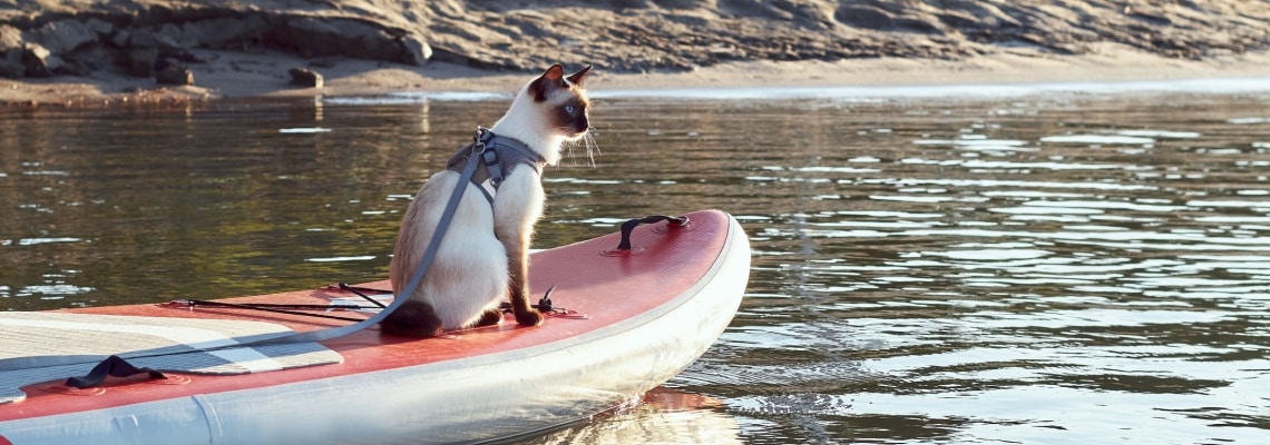 Bobtail du Mékong