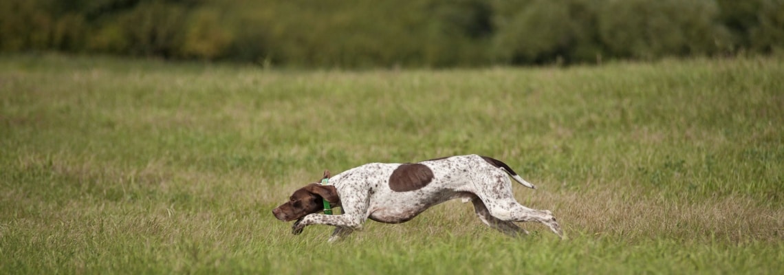 Braque français chasse