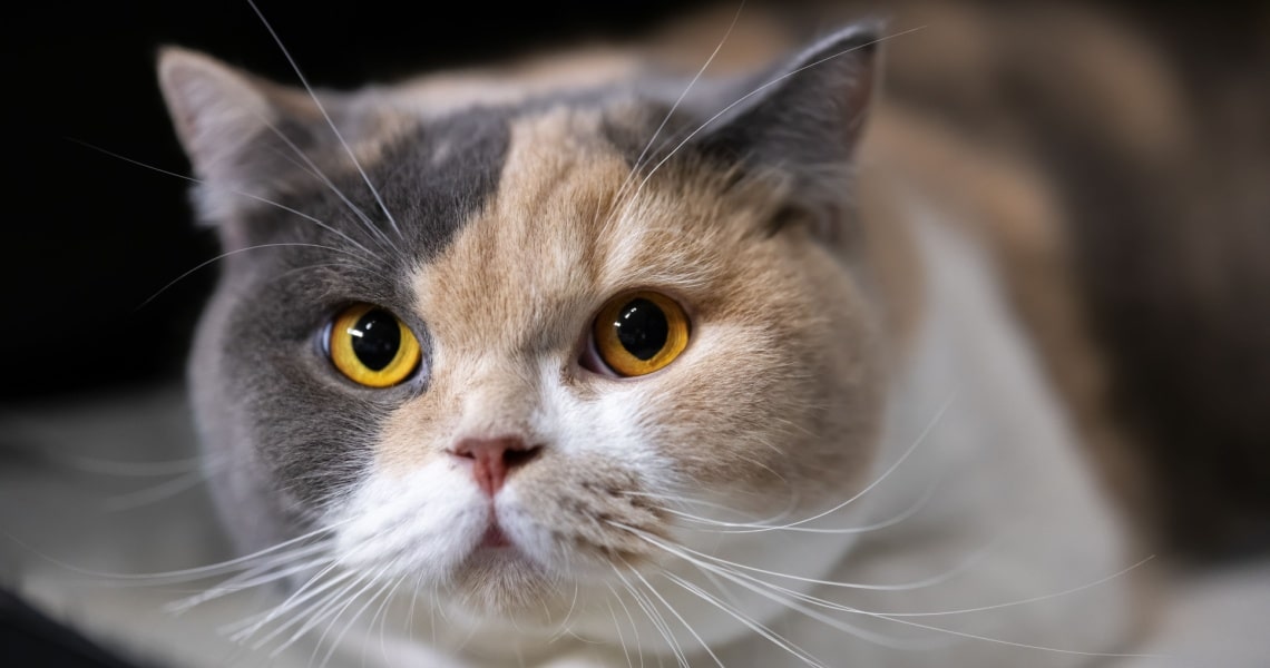 British Shorthair tricolore