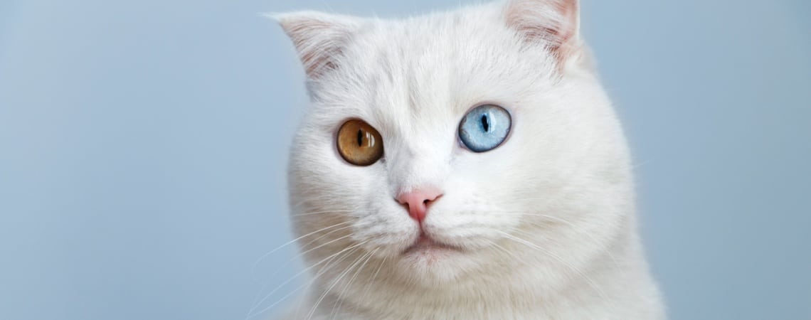 CHAT YEUX VAIRONS