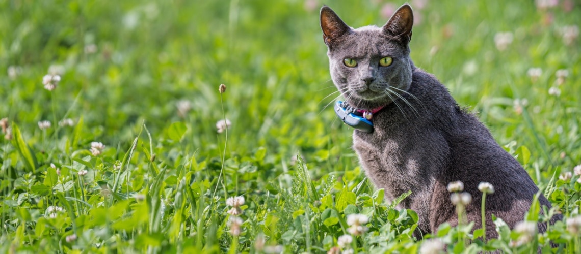 Chartreux chasse rat