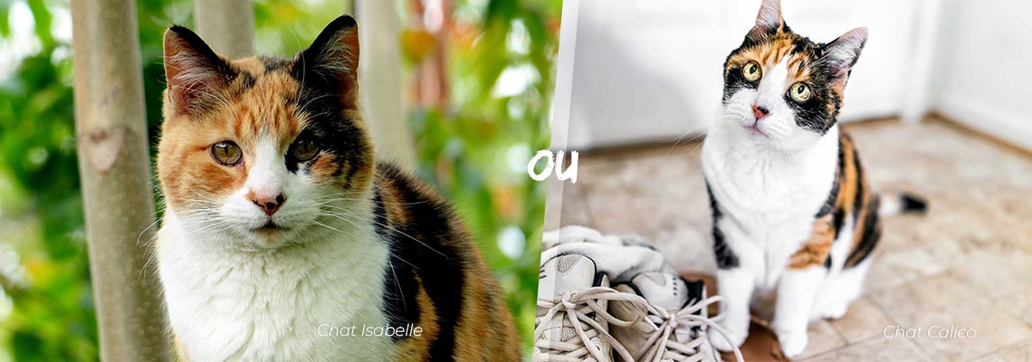 Chat isabelle et chat calico