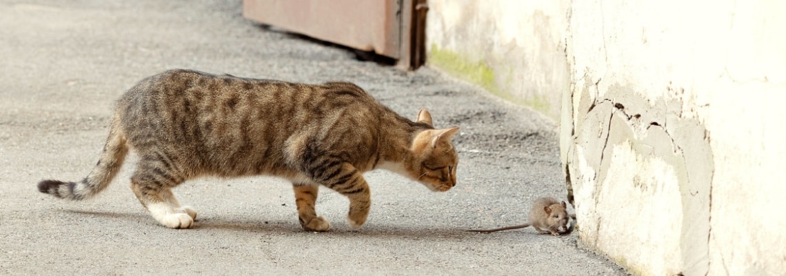 Chat qui chasse les souris