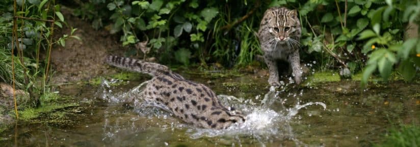 Chat pêcheur