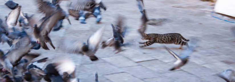 Chat qui chasse les oiseaux