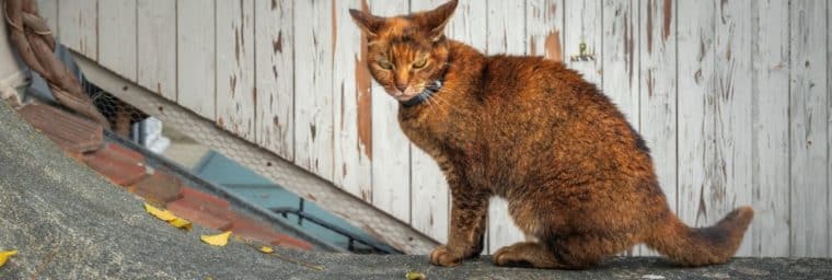 Chausie chasse les rats