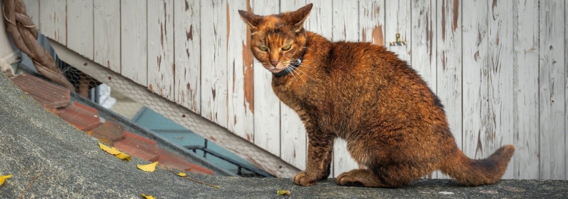 Chausie chasse les rats