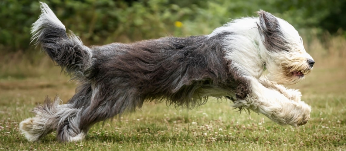 Chien de Berger Anglais Ancestral