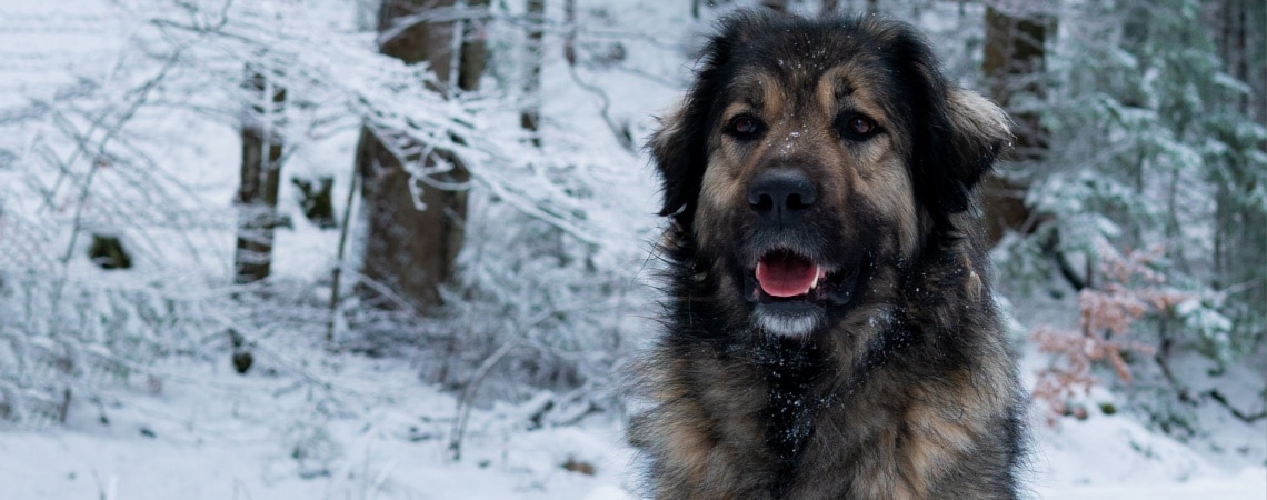 Chien de berger du Caucase