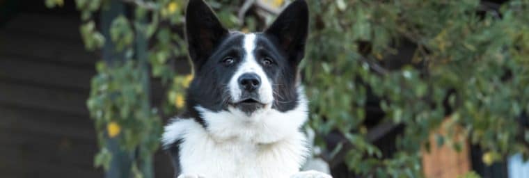 Chien d'ours de Carélie