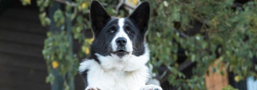 Chien d'ours de Carélie