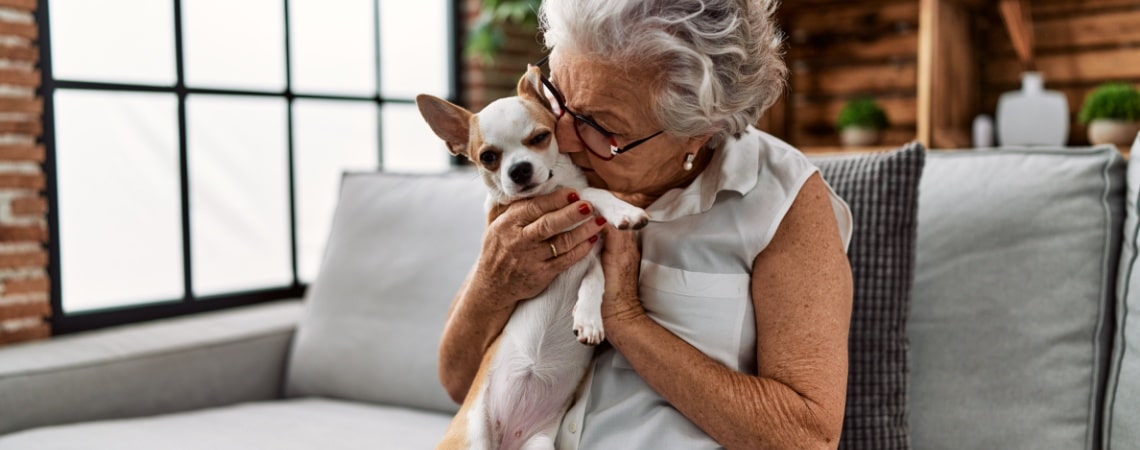 Chihuahua avec personne âgée