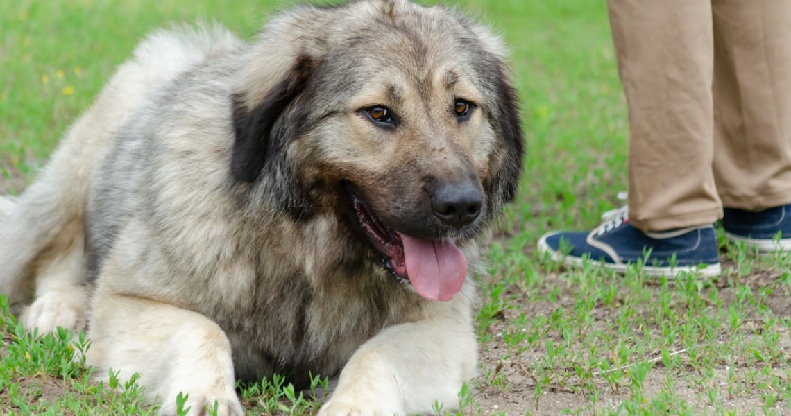 Chiot de berger du Caucase