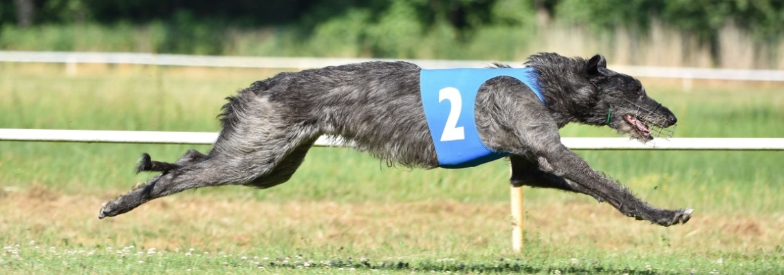 Deerhound