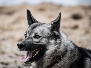 Elkhound