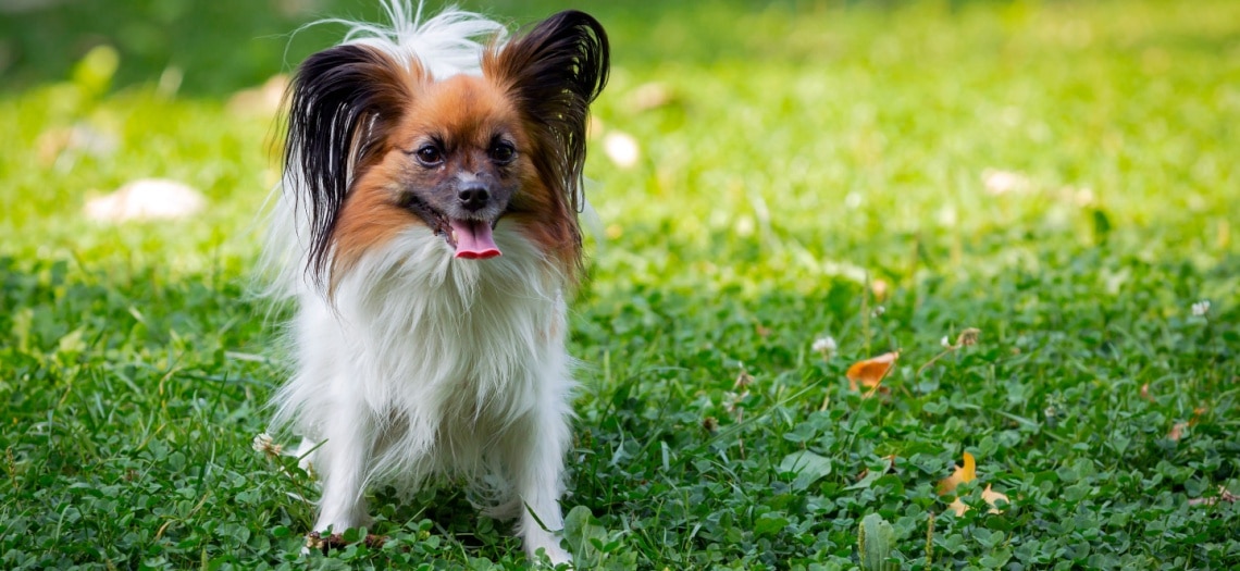 Épagneul nain continental papillon