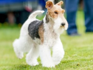 Fox Terrier