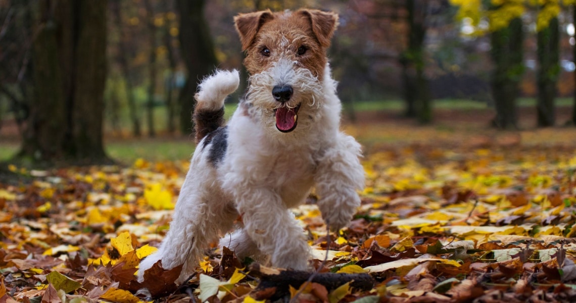 Fox Terrier