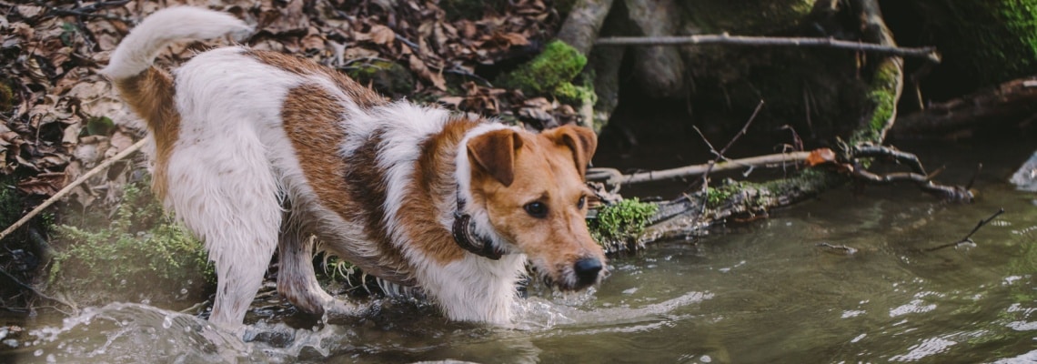 Fox Terrier