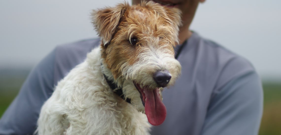 Fox terrier
